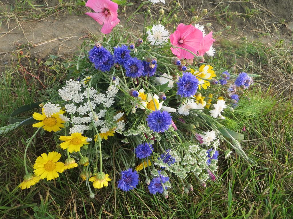 Boerderijcamping Plantlust Veere Værelse billede
